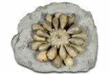 Jurassic Club Urchin (Asterocidaris) - Boulemane, Morocco #366892-1